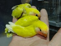 Ele alışkın bebek papağanlar