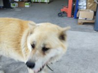 Akita japon akıllı köpeği sadik ve savunmacı