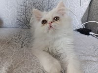 Son bebek kedilerim