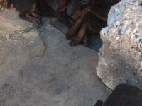 Doberman 35 günlük dişi