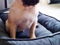 ACİL 4 AYLIK ERKEK YAVRU PUG