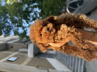 KIVIRCIK POODLE BEBEĞİMİZ
