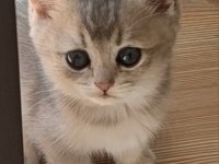 Şafkan British Shorthair