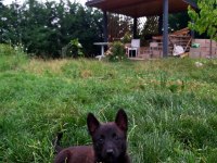 A+ Kalite Safkan Malinois Yavruları