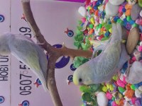 30 35 günlük bebek muhabbet kuşu yavruları