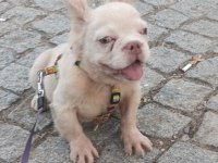 French Bulldog 5 Aylık
