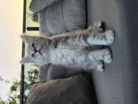 Uyguna Dev maine coon