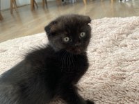Scottish fold yavrular