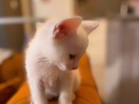 British shorthair kedimizden varsa daha iyisi o da annesi