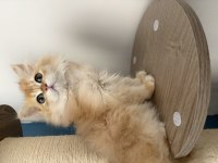 BRİTİSH DİŞİ VE ERKEK YAVRU
