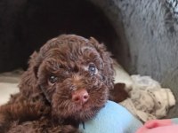 Erkek Toy Poodle Köpeğimiz