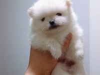 Pomeranian boo günlük
