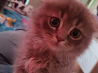 Tam bir oyuncu yavru scottish fold