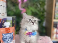 Sağlık Irk Garantili British Longhair Yavrularım