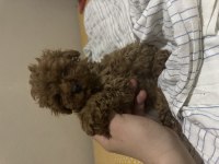 3 dişi ve 1 erkek toy poodle