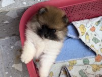 Pomeranian boo garantili