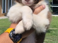 Border Collie Yavruları Aşıları tam