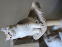 Safkan British shorthair Ny 11 iki yavru dişi ve erkek