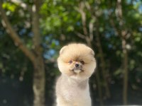 Pomeranian Boo Yavrularımız