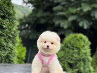 Sevimli Pomeranian Boo Köpekler