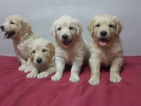 Sevimli ve Oyuncu Golden Yavrularımız