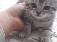 Scottish straight ve british shorthair yavrular