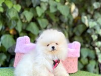 Safkan Pomeranian Boo Yavrularımız