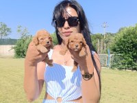 Maltipoo yavrularım çok sevimliler