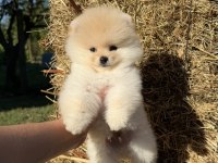 AYICIK KAFA POMERANİAN BOO TEDDY FACE