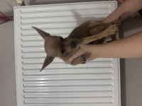 Şivava minyatür pinscher