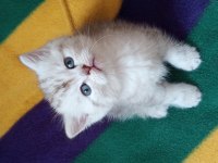 British shorthair oğlumuza ve kızımıza yuva arıyoruz