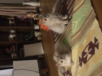 İkisi 4 diğeri 9 aylık üç british longhair