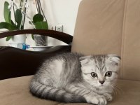 Scottish fold silver