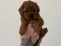 Toy Poodle Yavrularımız Ömürlük Aileleri Bekliyor