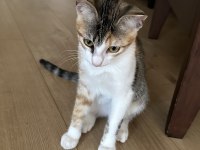 4 AYLIK DİŞİ YAVRU ÜCRETSİZ SAHİPLENDİRME KEDİMİZE