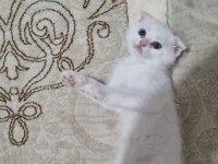 Kartopu Gibi scottish fold Kedimiz