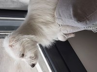 Bahçeli ortama ücretsiz terrier