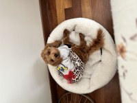 Aşılı eğitimli prenses köpeğimiz
