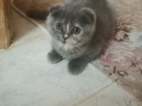 Scottish Fold kedilerim bir dişi bir erkek