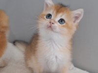 WCF Pedigrili British Shorthair/Longhair Yavrular
