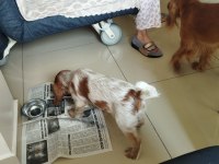 3 aylık cocker