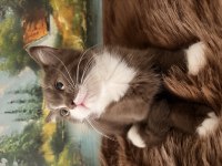 Çikolata ve cinnamon bicolor british shorthair