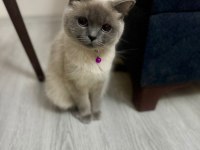 British Blue Point