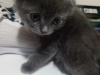 Yavru kedi 3 haftalık cins kedimiz