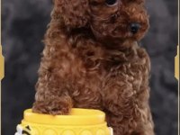Toy poodle yavrularımız