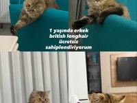 Ücretsiz Sahiplendirme Kedimiz