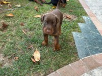 Yavru Doberman Safkan