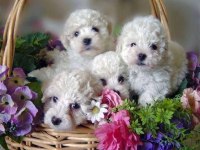 Maltese Terrier Adrese Teslim, Kapıda Ödeme Yapabilirsiniz