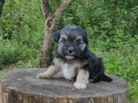 Morkie yavrular