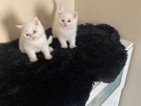 Oyuncu british shorthair yavrular